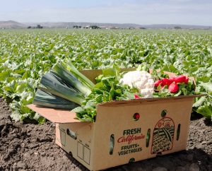 Fresh vegetables in a corrugated box in the field.